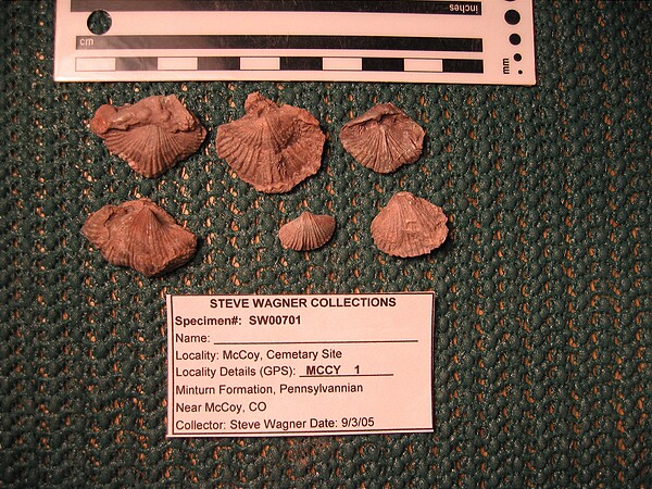 Common brachiopods\n(Anthracospirifer?)