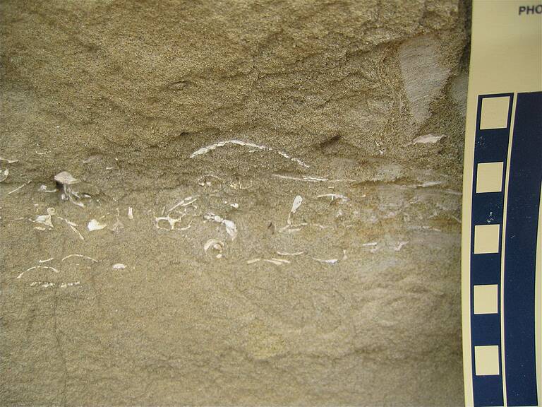 Generally 4-5 cm section is highly fossiliferous.\nThis layer can be seen at numerous areas along the top of the cliff.