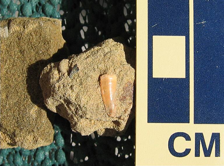 Tooth (marine reptile?)\nDonated to DMNS 9/14/06