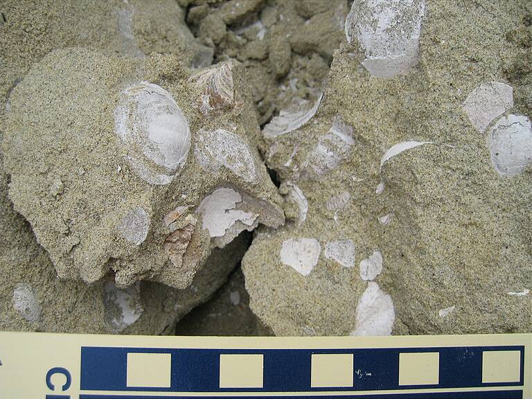 Other fossils found, but NOT collected.