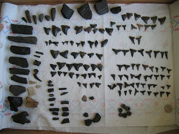 All fossils found during Jan '06 trip