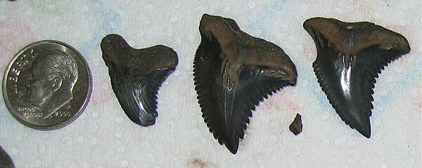 Snaggletooth shark teeth.