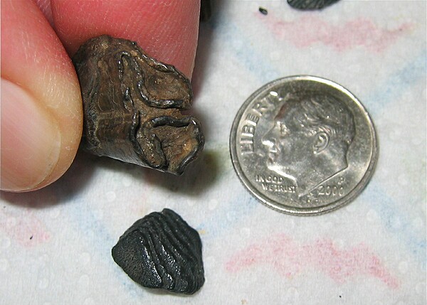 Unknown mammal tooth, likely part of horse tooth.