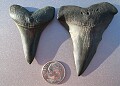 Mako shark teeth.\nRon Seavey specimens.