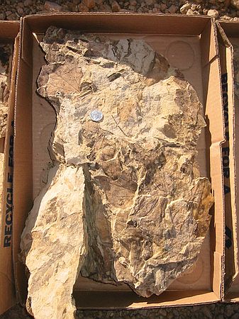 Inventory - Box 3\nOccasionally slabs were recovered that are completely covered with fossil leaves.  This slab will be carefully prepared back at the museum using air scribes.