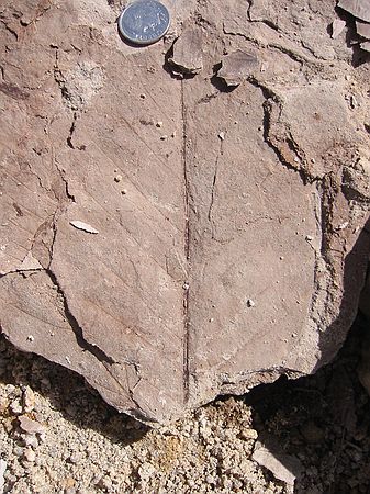Unidentified fossil leaf (4/22/03)